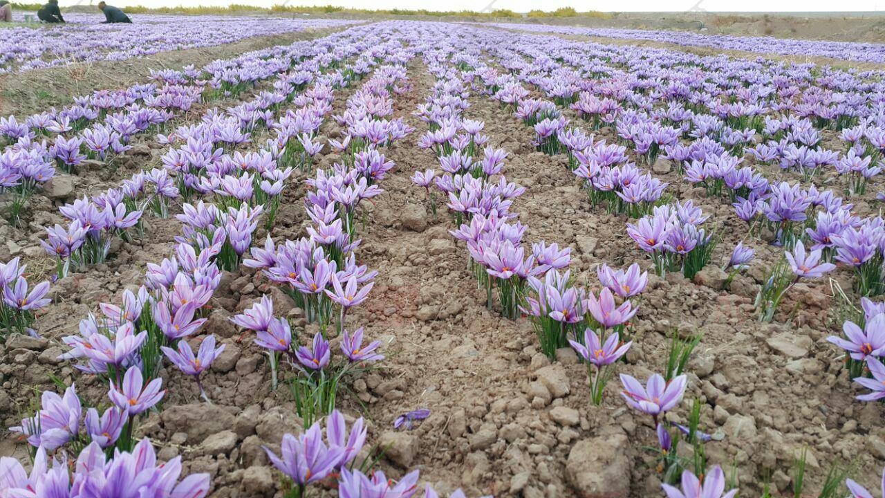 برنامه غذایی زعفران